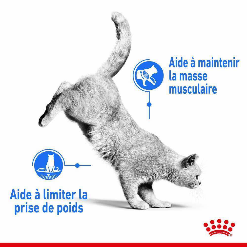 ROYAL CANIN Croquettes Chat Adulte Limite Prise De Poids Light Weight 3kg