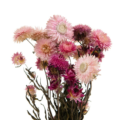  Bouquet De Fleurs Séchées Helichrysum Rose