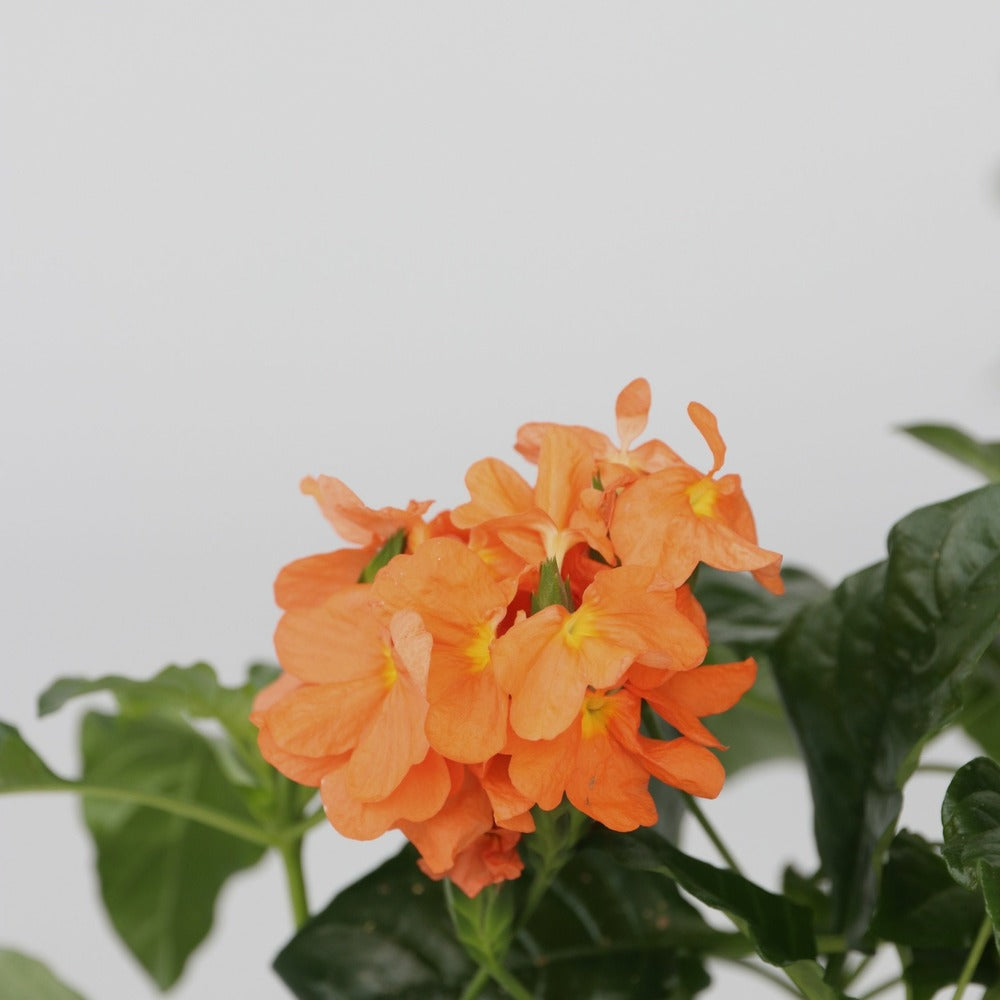  Fleur Du Feu - Set De 2 - Crossandra 'fortuna' - Hauteur 20-30cm - ⌀13cm