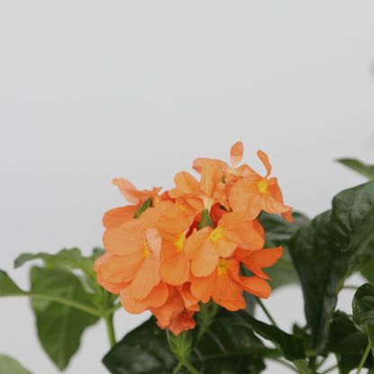  Fleur Du Feu - Set De 2 - Crossandra 'fortuna' - Hauteur 20-30cm - ⌀13cm
