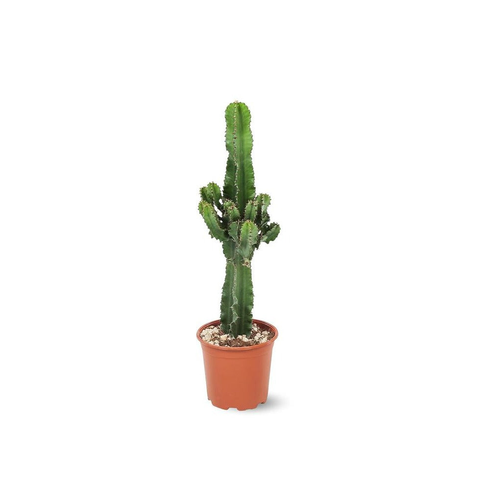  Euphorbe Eritrea - Cowboy Cactus - ↕ 60-70 Cm - ⌀ 15 Cm - Cactus Et Plantes Grasses