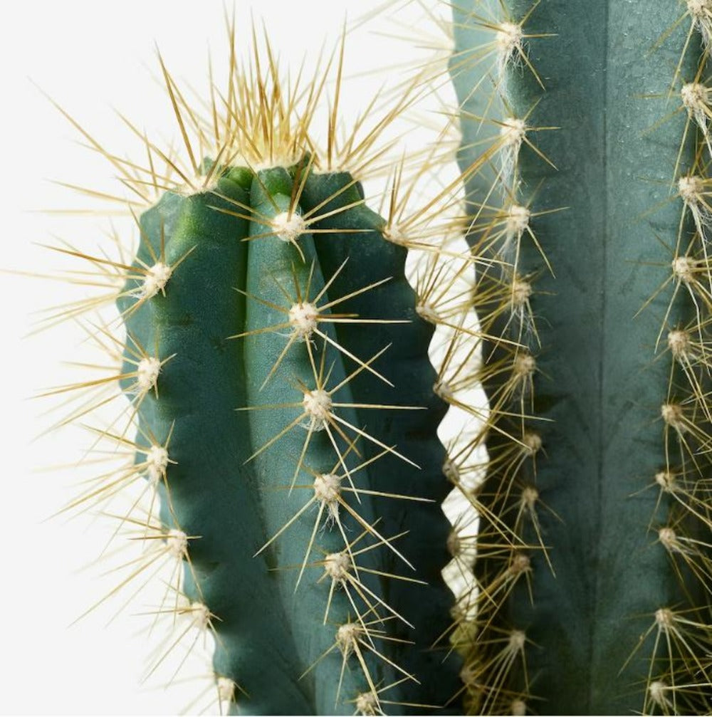  Cactus Mélange De 10 Pots H-7/15cm