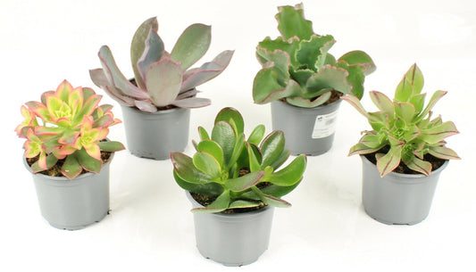  Succulentes Variees Pot 10,5 Cm