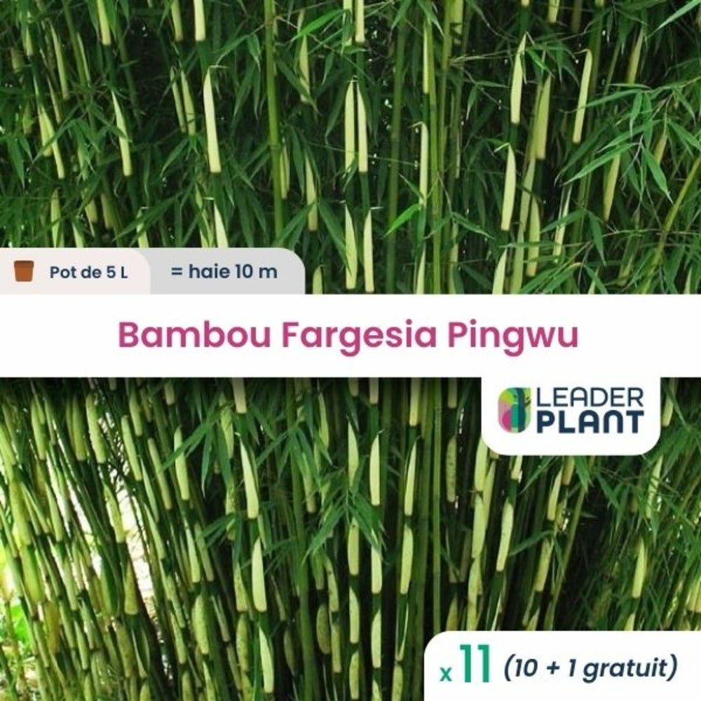  11 X Bambou Fargesia Pingwu En Pot De 5 L