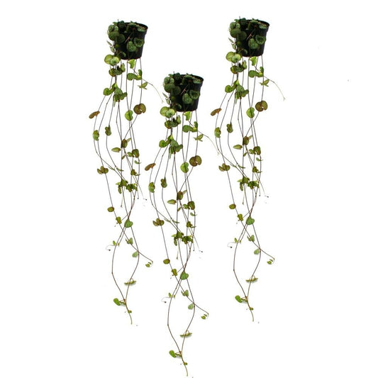  Ceropegia Woodii, Lot De 3, Bougeoir Fleur