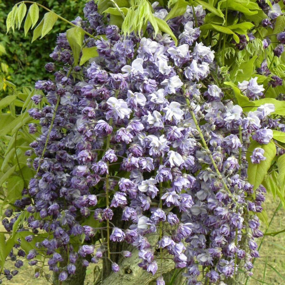  Glycine Du Japon Violacea Plena/[-]pot De 3l - Echelle Bambou 60/120 Cm