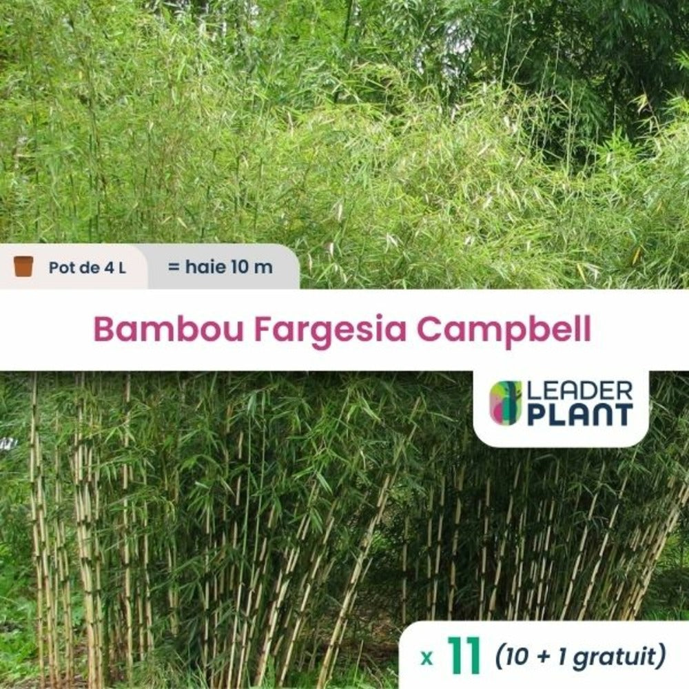  11 X Bambou Fargesia Campbell En Pot De 4 L