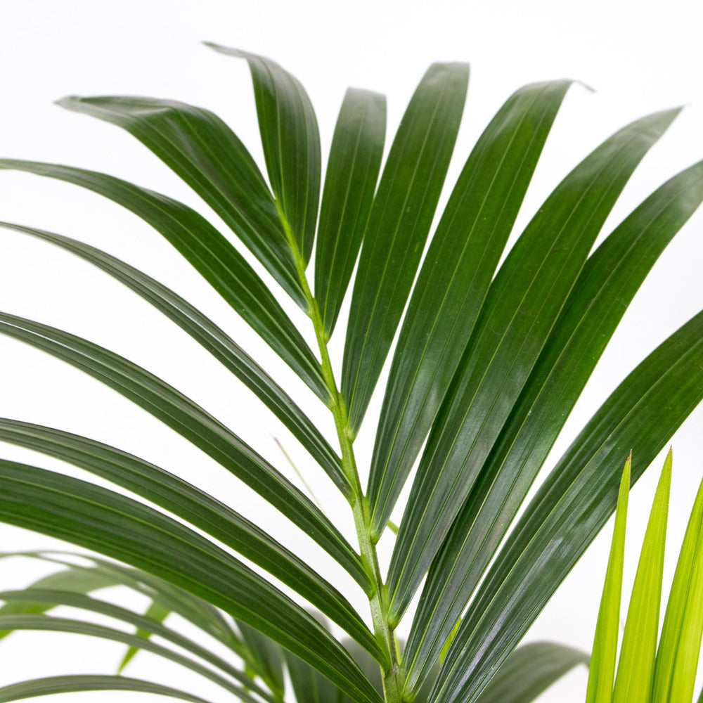  Howea Forsteriana - Palmier Kentia - Plante D’intérieur - 120-140 Cm De Haut - Pot 24 Cm