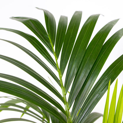  Howea Forsteriana - Palmier Kentia - Plante D’intérieur - 120-140 Cm De Haut - Pot 24 Cm