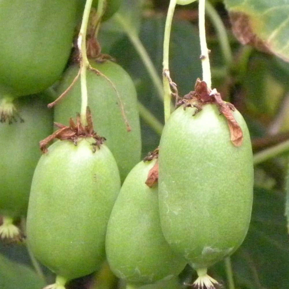  Kiwi De Sibérie Arguta Issaï (autofertile)/[-]pot De 3l - Echelle Bambou 60/120 Cm