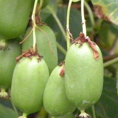  Kiwi De Sibérie Arguta Issaï (autofertile)/[-]pot De 3l - Echelle Bambou 60/120 Cm