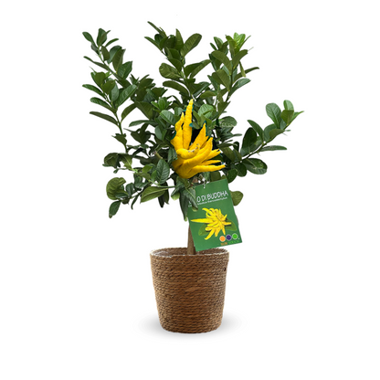 Main De Bouddha Avec Panier En Jonc De Mer - Agrume Méditerranéen - Arbre Fruitier - ↕ 75-85 Cm - ⌀ 25 Cm