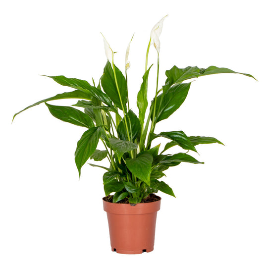  Spathiphyllum - Fleur De Lune - Plantes D’intérieur - Dépolluante - Hauteur 30-40 Cm - Pot 12 Cm