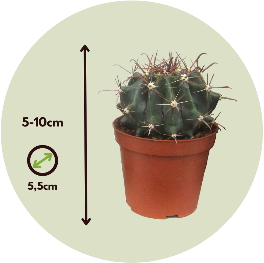 Mélange De Mini Cactus - Set De 12 - Cactus - Hauteur 5-10cm - ⌀5,5cm