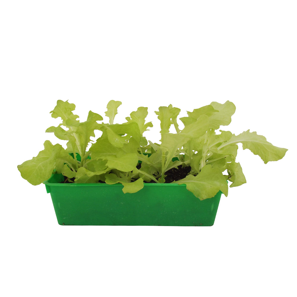  Laitue Feuille De Chêne 'Panisse' : Barquette 12 Plants