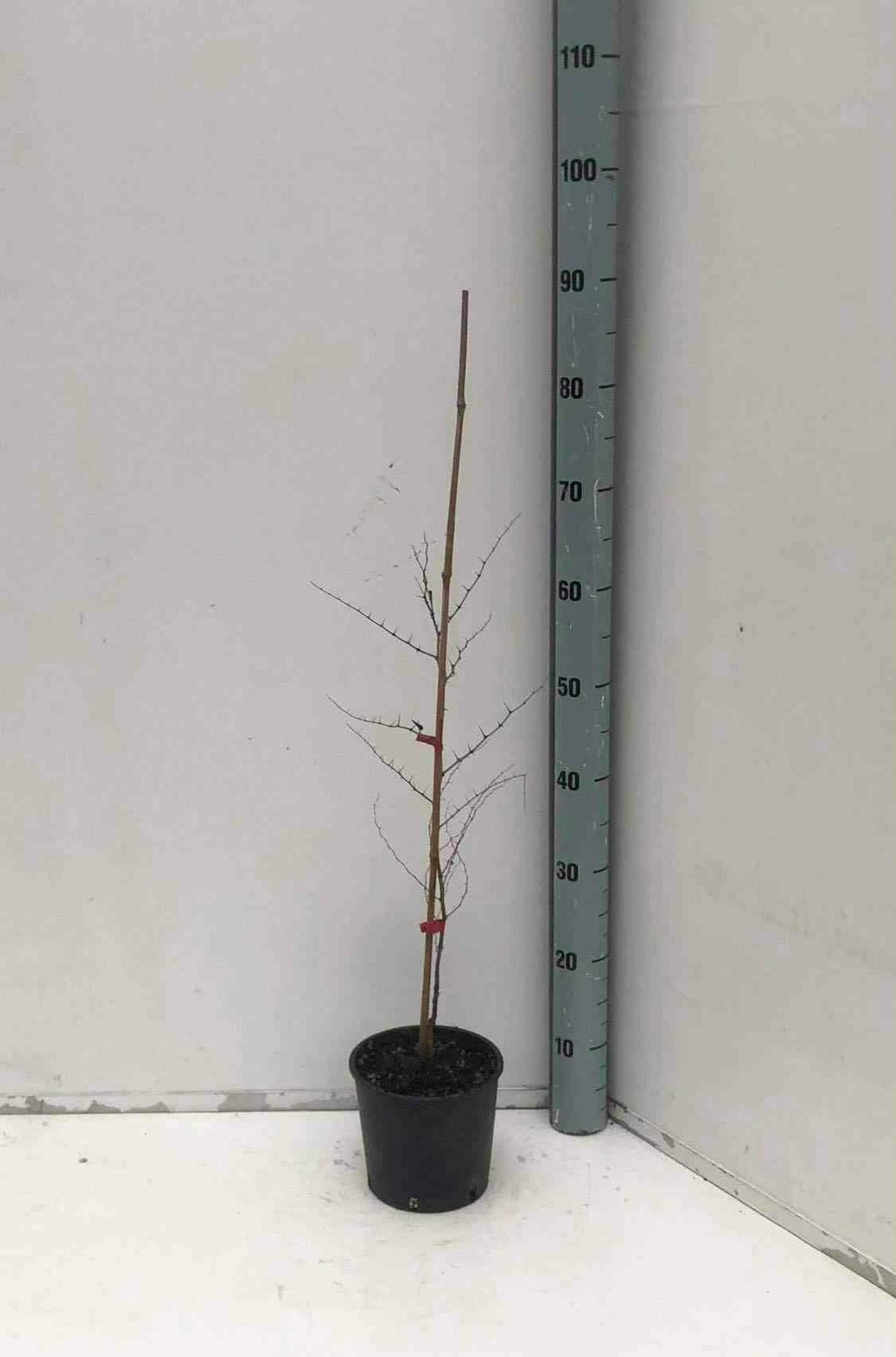  Zizyphus Jujuba (jujubier, Datte Chinoise) Pot De 3 Litres - 80/100 Cm