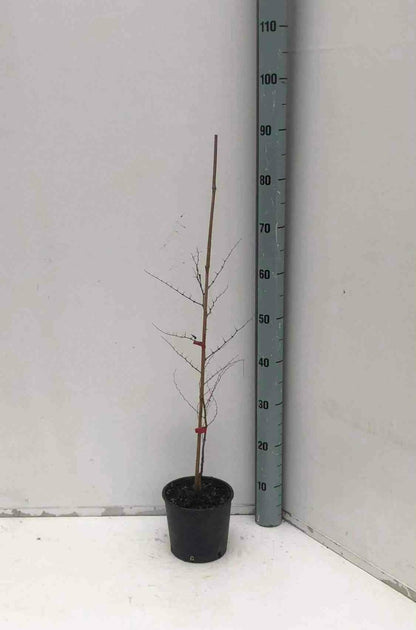  Zizyphus Jujuba (jujubier, Datte Chinoise) Pot De 3 Litres - 80/100 Cm