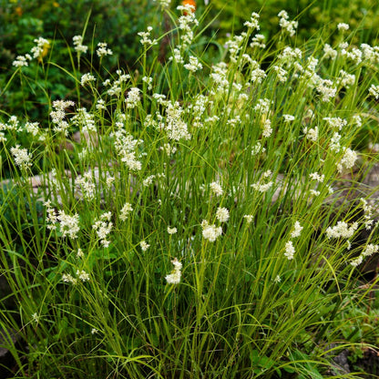  Luzule Blanc De Neige - Le Pot / ø 9cm, Vendu Par Lot De 2