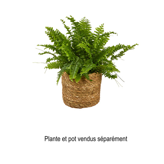  Nephrolepis Exaltata 'Bostoniensis' Pot D 12 Cm
