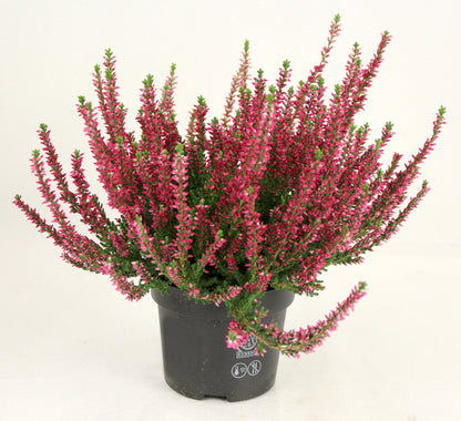  Bruyère Calluna Pot 13 Cm