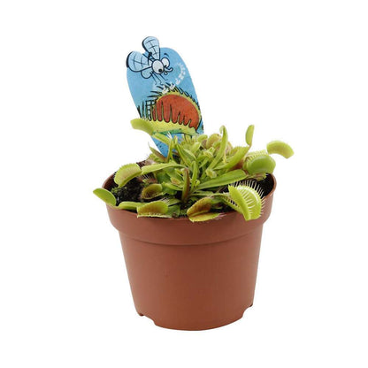 Attrape-mouches : Ø12cm, Pot