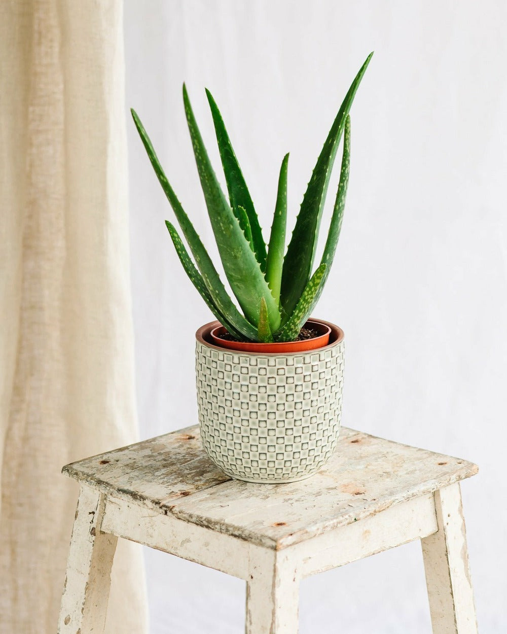  Aloe Vera Barbadensis 35cm - Plante D'intérieur