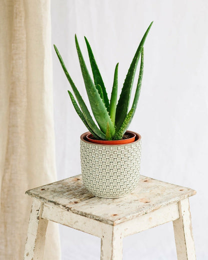  Aloe Vera Barbadensis 35cm - Plante D'intérieur