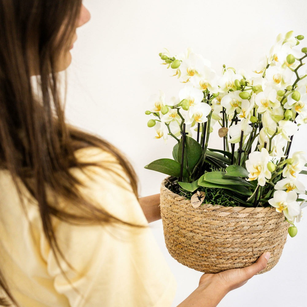  Set De 3 Orchidées Blanches Et 3 Rhipsalis Dans Un Panier En Coton Avec Réservoir D'eau