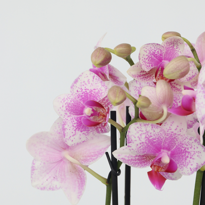  Orchidée Papillon - Phalaenopsis Multiflora - Hauteur 35-45cm - ⌀12cm