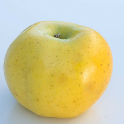  Pommier Reinette Clochard/[-]pot De 10l - Gobelet 2 Ans - 120/150 Cm