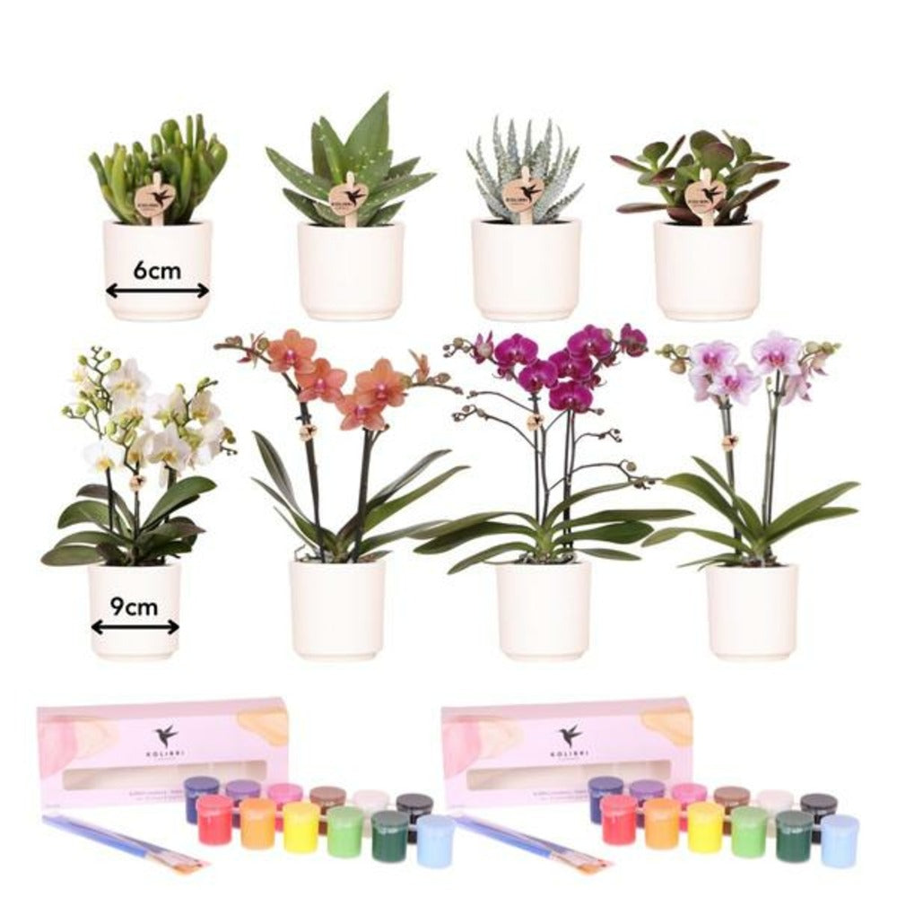  Coffret Créatif Visionnaire 8 : Orchidées & Succulentes