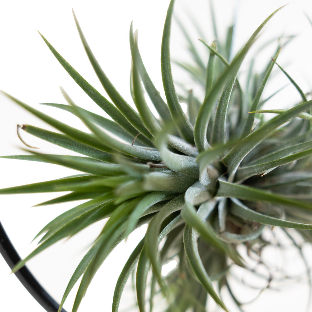  Bloomique - Tillandsia Magic Ball En Anneau - Plante Aérienne - Plante D’intérieur - 30 Cm De Haut