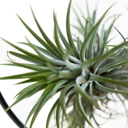  Bloomique - Tillandsia Magic Ball En Anneau - Plante Aérienne - Plante D’intérieur - 30 Cm De Haut