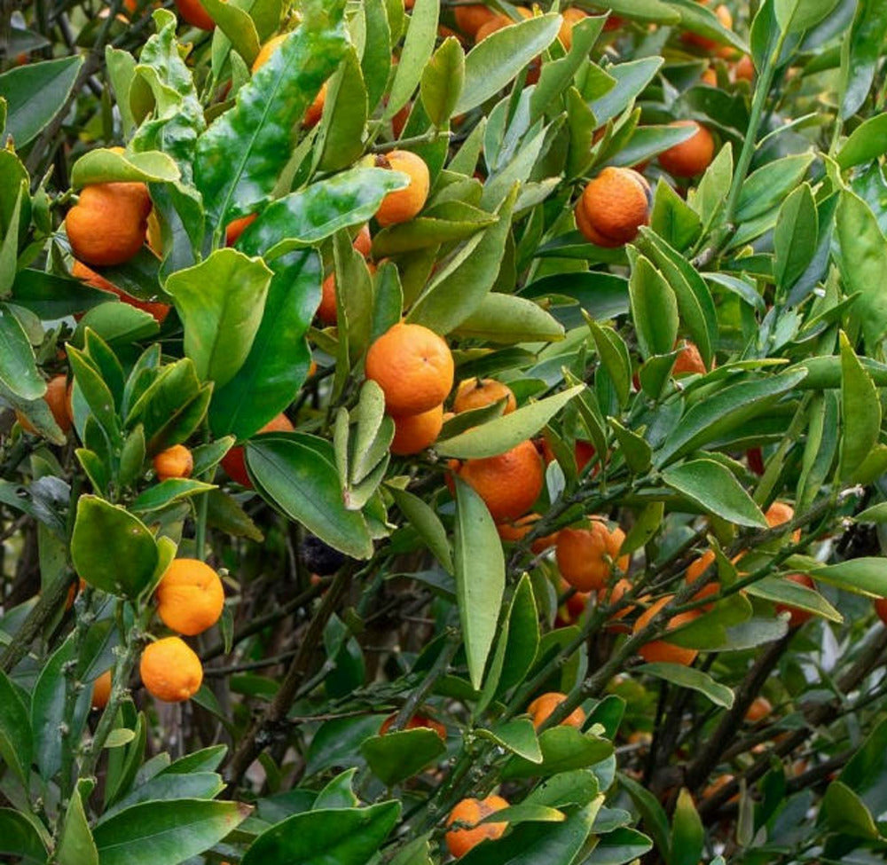 Citrus Kucle Agrumes Hybride Kumquat Et Clementinier (kumquatine) Pot De 4 Litres - 30/50 Cm