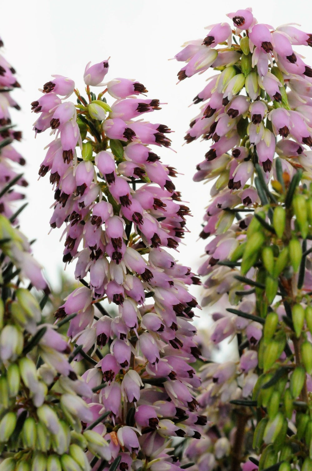  Bruyère D'hiver 'spring Surprise' - En Pot De 3 Litres
