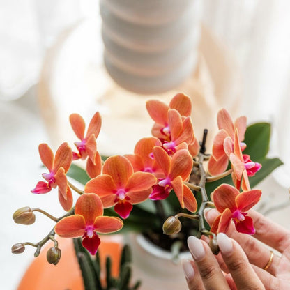  Kolibri Orchids Orchidée Orange Bolzano + Pot De Fleurs Star Fish - Taille Du Pot 9cm