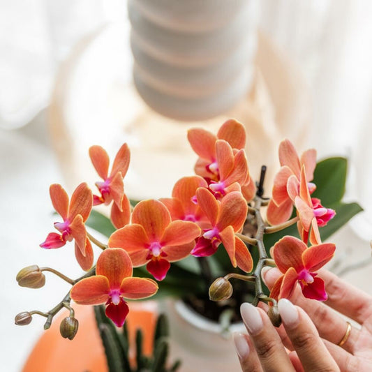  Kolibri Orchids Orchidée Orange Bolzano + Pot De Fleurs Star Fish - Taille Du Pot 9cm