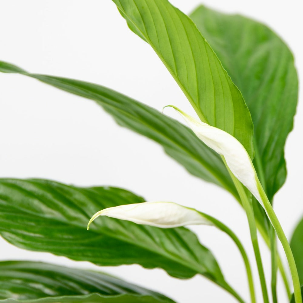  Spathiphyllum - Fleur De Lune - Plantes D’intérieur - Dépolluante - Hauteur 30-40 Cm - Pot 12 Cm