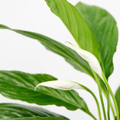  Spathiphyllum - Fleur De Lune - Plantes D’intérieur - Dépolluante - Hauteur 30-40 Cm - Pot 12 Cm