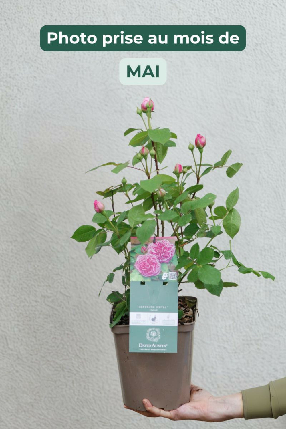  Rosier David Austin' Gertrude Jekyll ?' - En Pot De 5 Litres