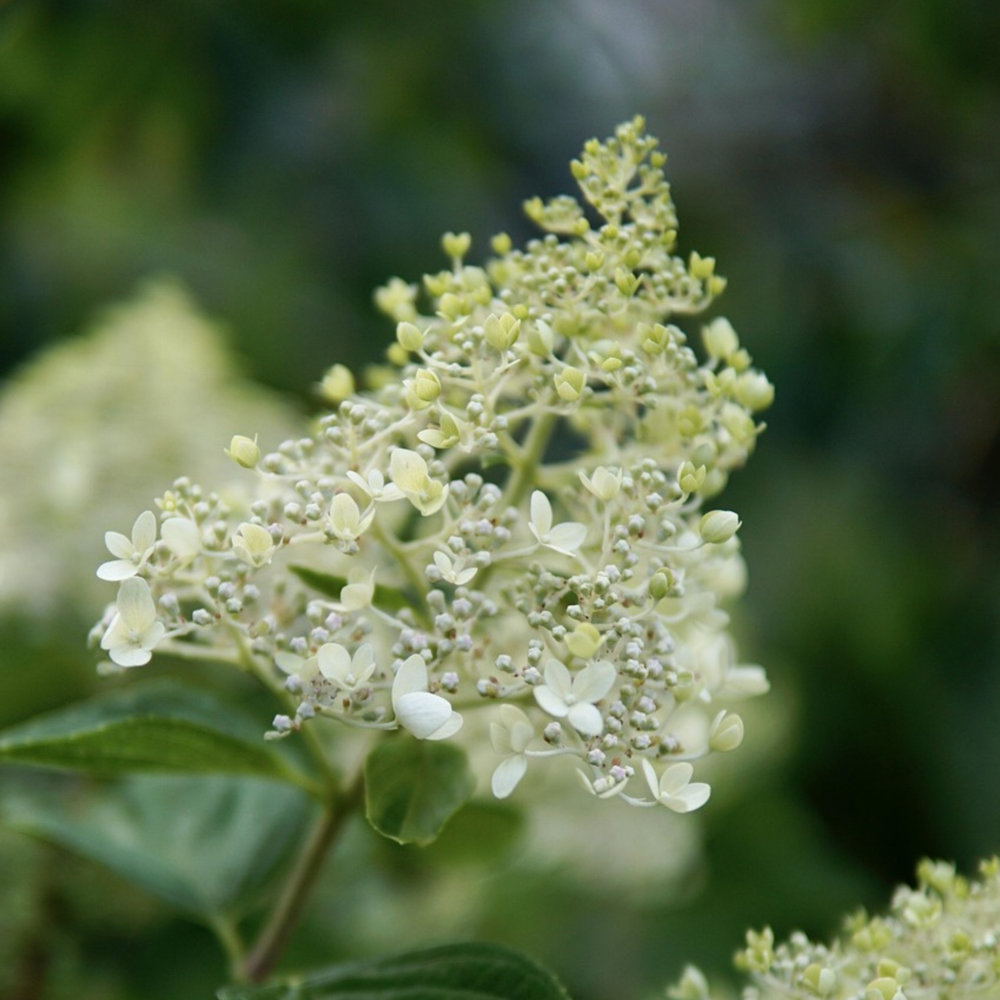  Hortensia - Hydrangea Paniculata 'bobo' - Hauteur 25-40cm - ⌀19cm