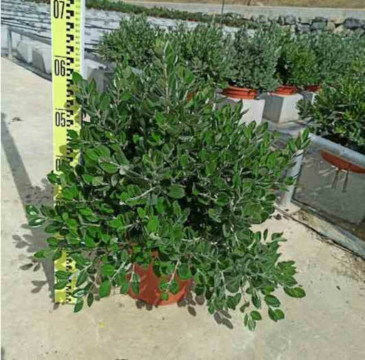  Metrosideros Excelsa (arbre De Noël) Pot De 65l - 130/150cm