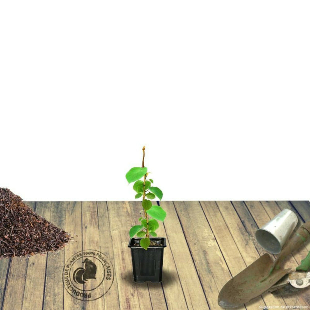  Kiwi Chinensis Tomuri (mâle)/[-]godet - 5/20 Cm