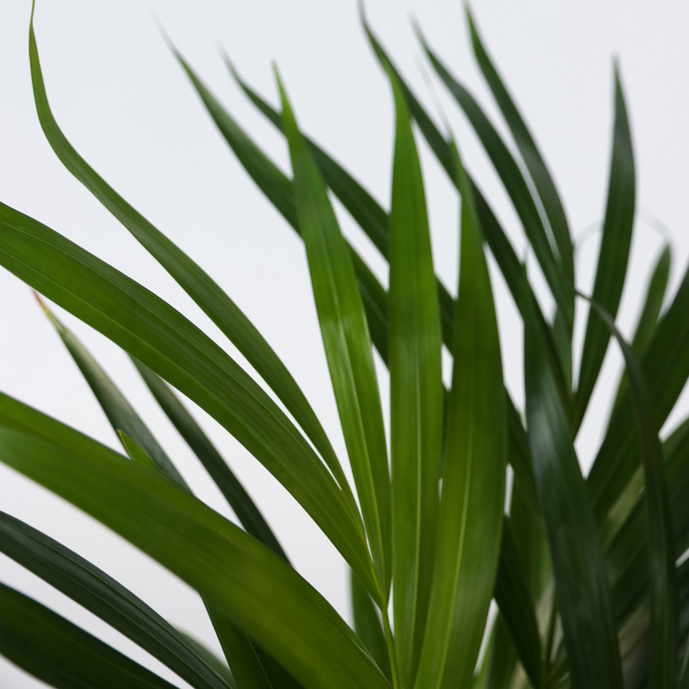  Palmier Areca - Set De 2 - Dypsis Lutescens - Hauteur 60-70cm - ⌀17cm