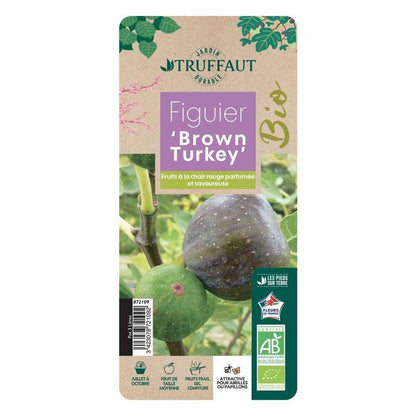  Figuier 'Brown Turkey': Bio Pot 3L