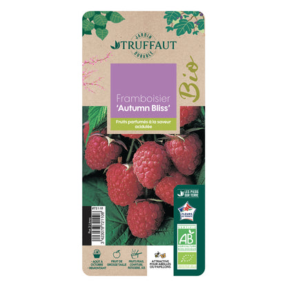  Framboisier 'Autumn Bliss' Bio : Pot De 3 Litres