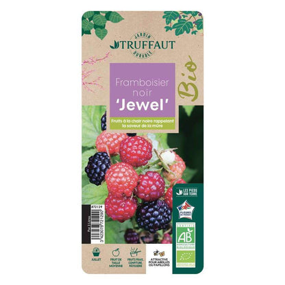  Framboisier 'Black Jewel' Bio : Pot De 3 Litres