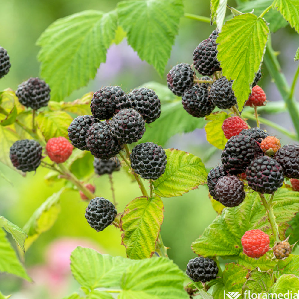  Framboisier 'Black Jewel' Bio : Pot De 3 Litres