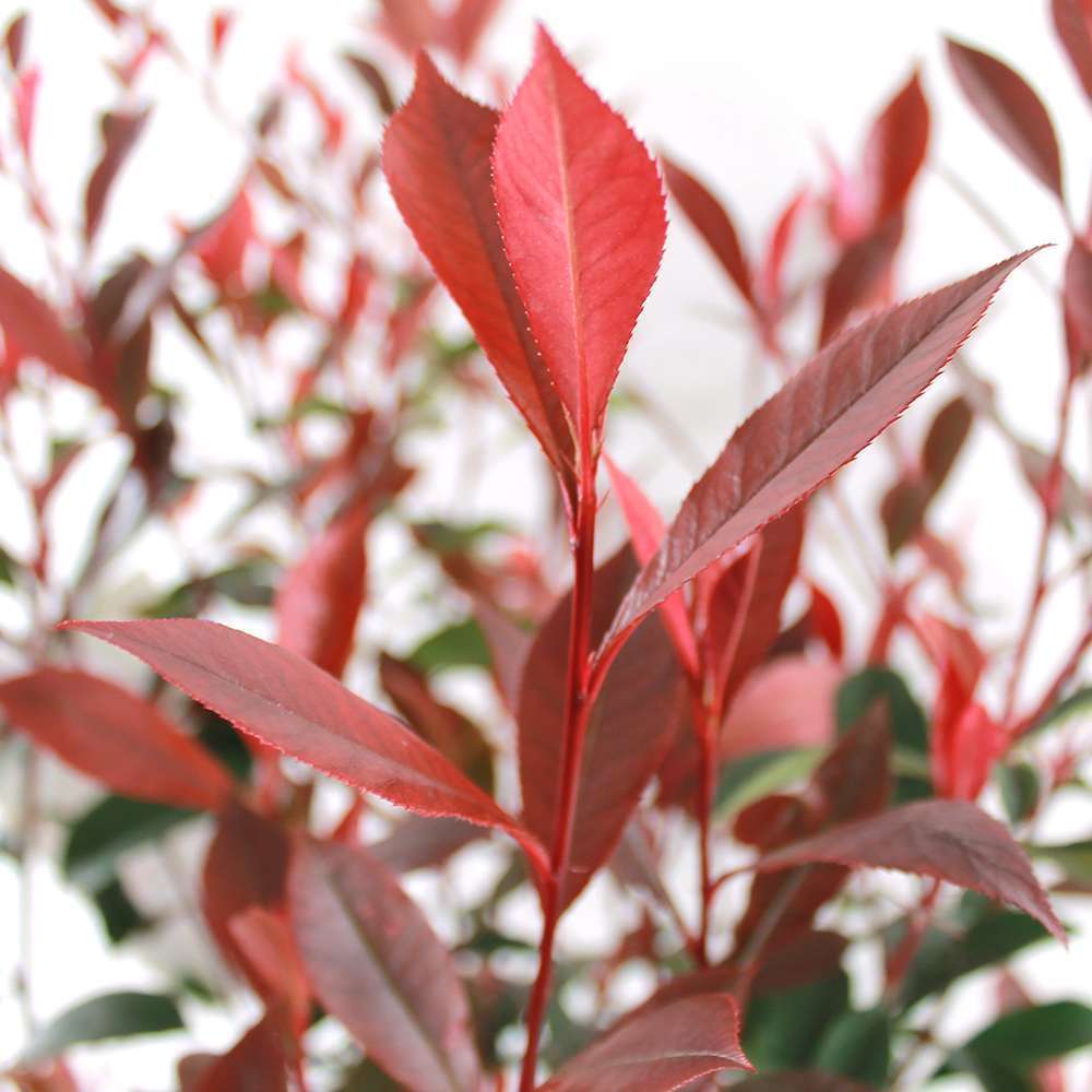  Photinia "Carré Rouge" Pot 10L 1/125