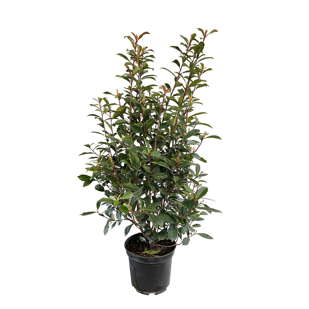  Photinia "Carré Rouge" Pot 10L 1/125